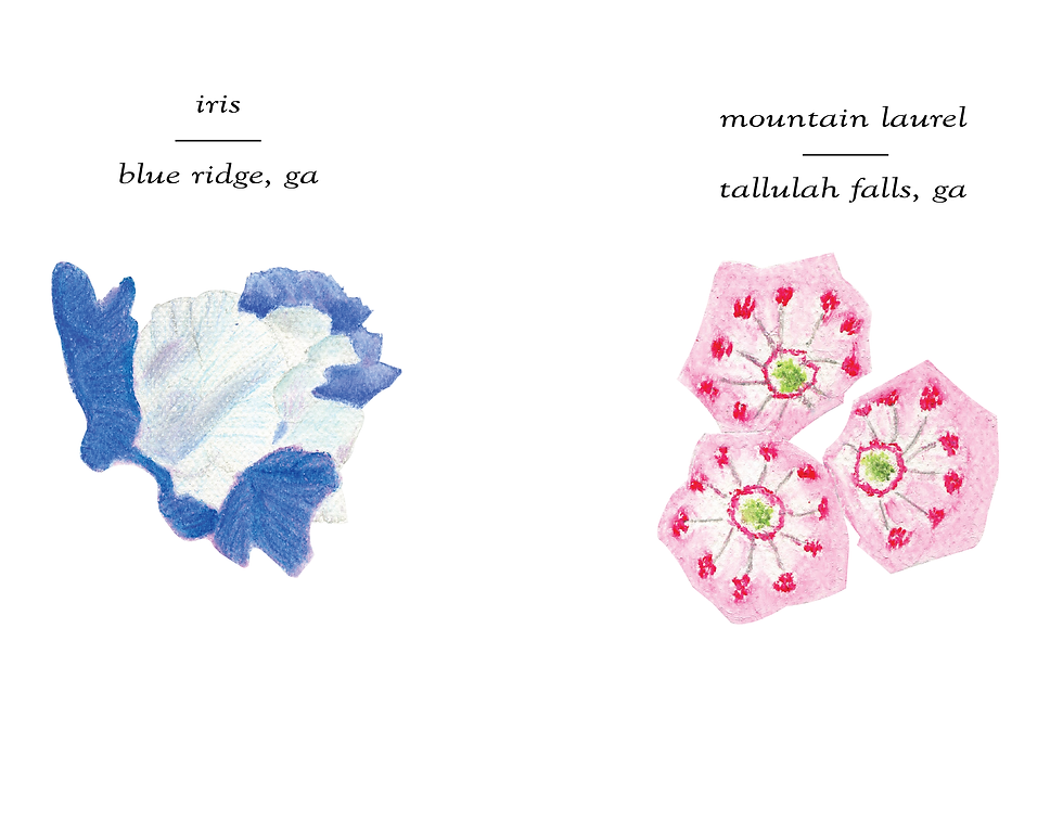 iris and mtn laurel