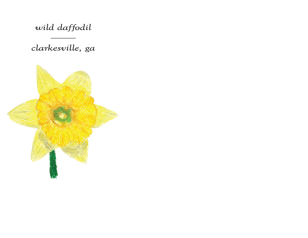 wild daffodil