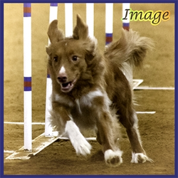 Image in weaves at pim[1].bmp