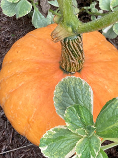 October Squash.jpeg