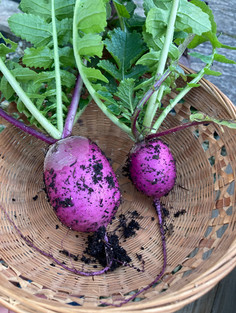 April Radish.jpeg