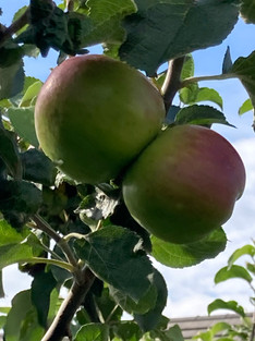 September Apples