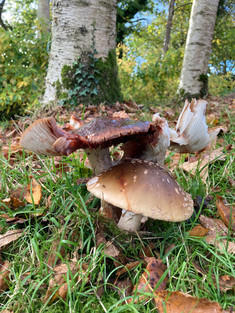 November Garden Jobs