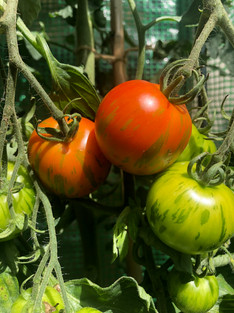August Tomatoes.jpeg