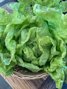 June Lettuce.jpeg
