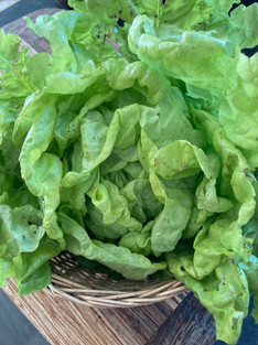 June Lettuce.jpeg