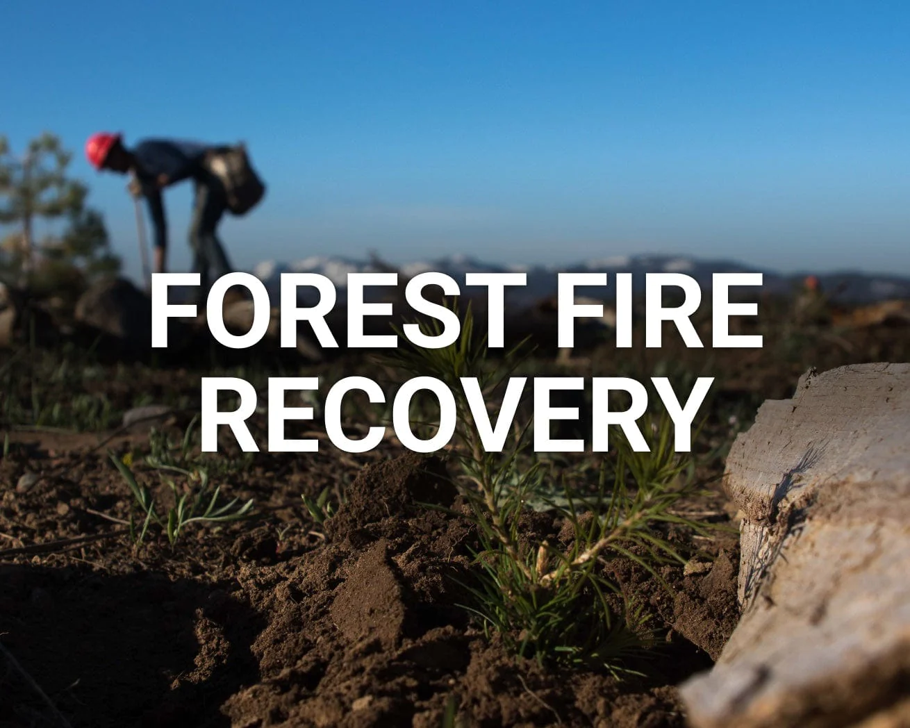 ForestFireRecovery_2000x.jpg.webp