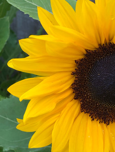 July Garden Jobs