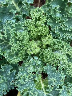 April Kale.jpeg