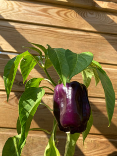 July Pepper.jpeg