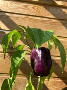 July Pepper.jpeg