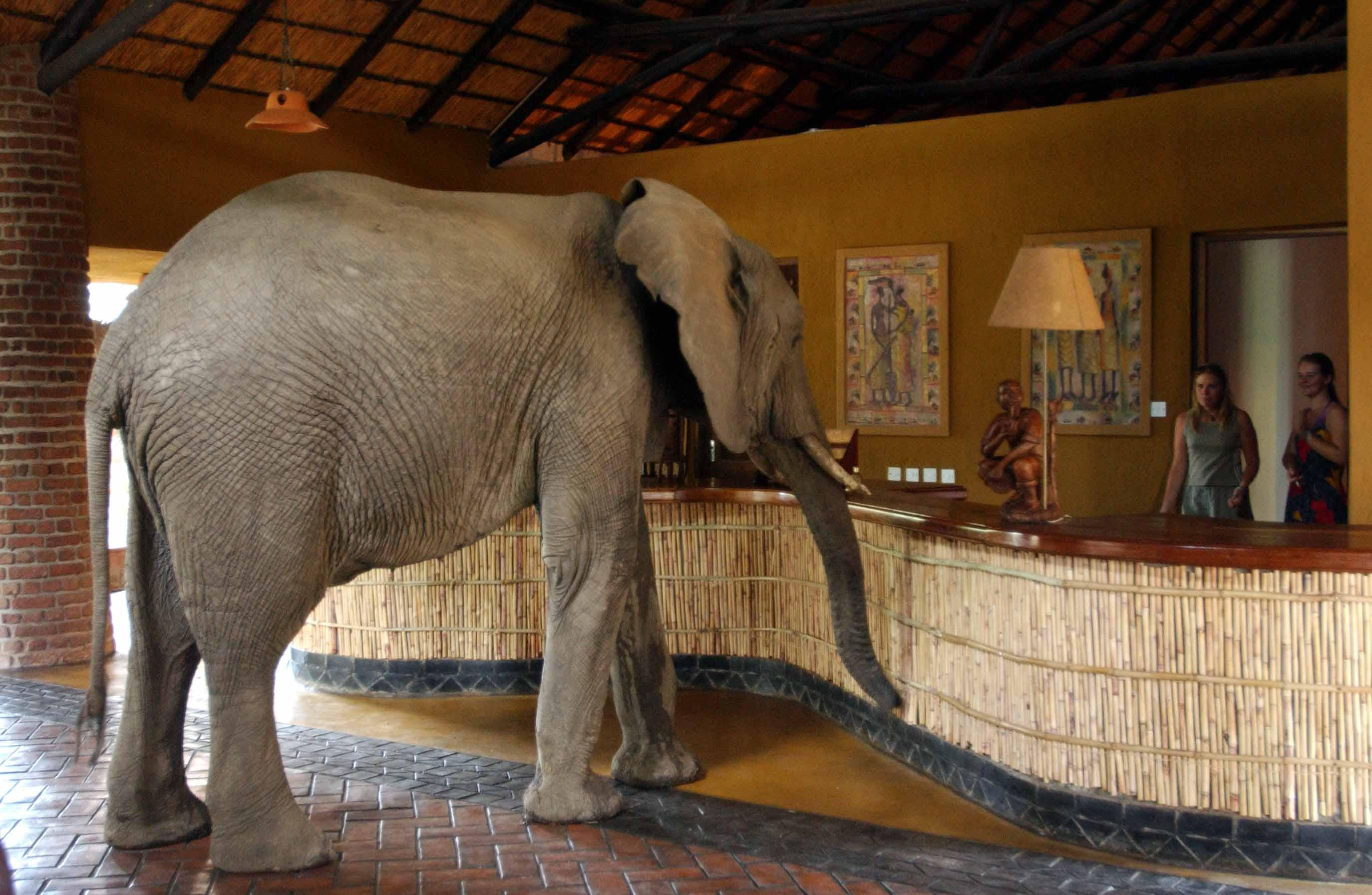 November 12- November 23, 2022 Botswana/Zambia Wildlife Safari