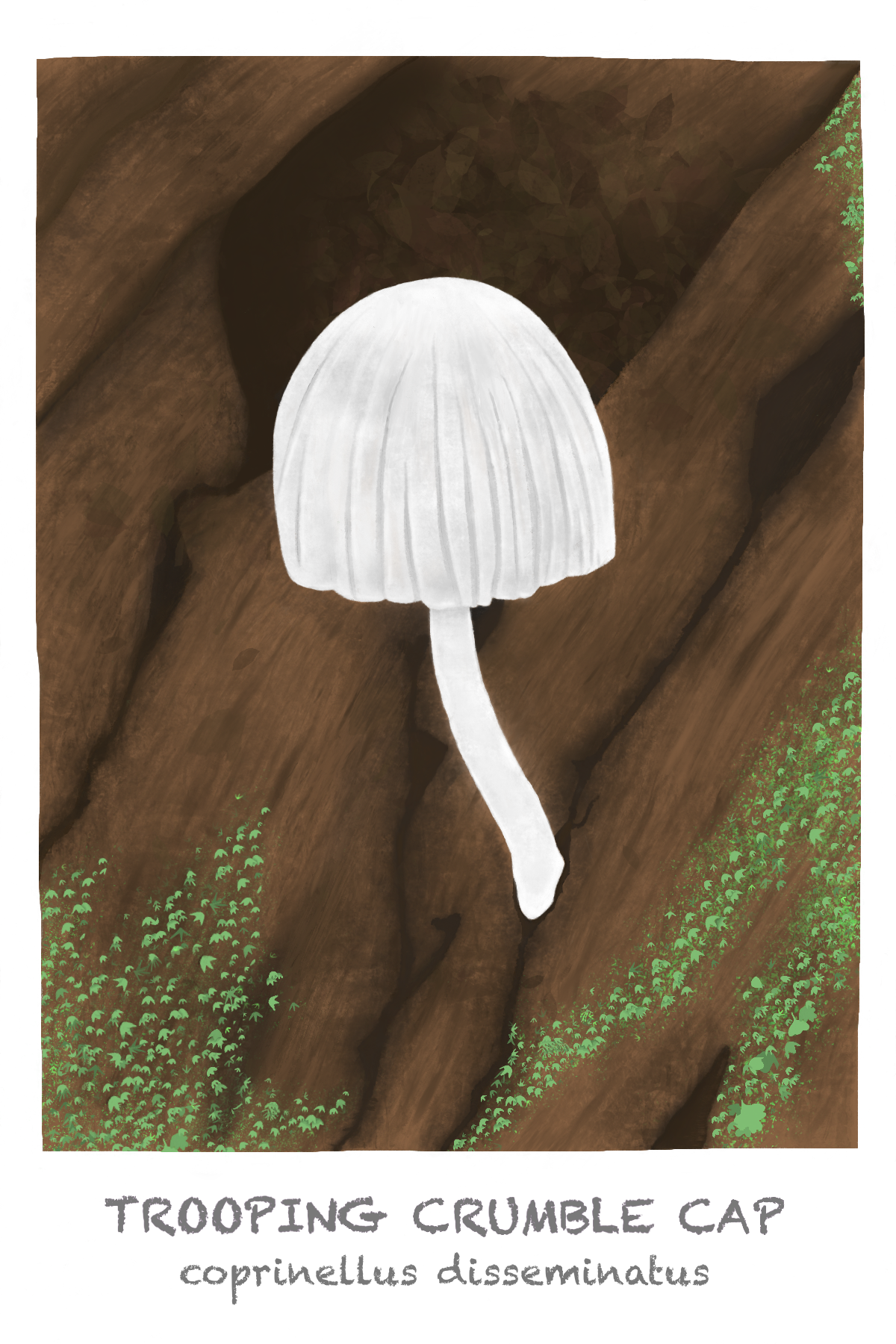 4x6 postcard - Trooping Crumble Cap