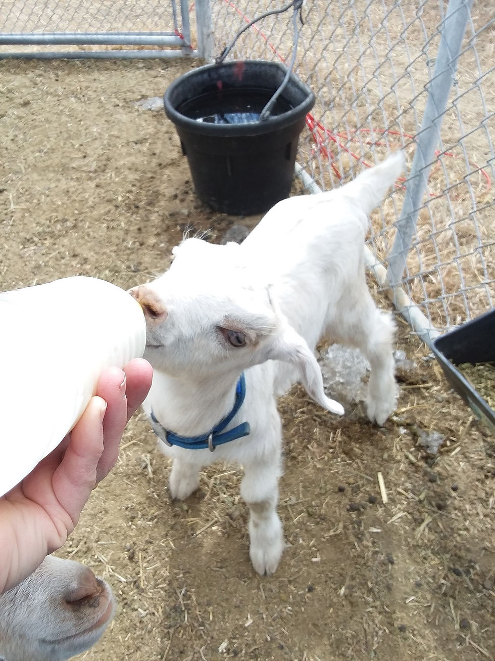 When, What, and How to Feed a Baby Goat