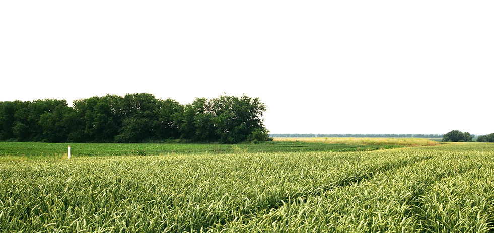 Green Fields_edited.jpg