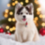 Fluffy puppy sitting in snow with holiday lights in background, suggesting cozy winter care