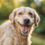 Close-up of a smiling golden dog showing clean teeth—illustrating the importance of Pet Dental Health.