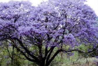 JACARANDA.
