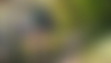 From Overgrowth to Renewal: Linda’s Project in West Olympia