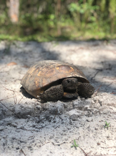 Gopher Tortoise on a sandy trail road