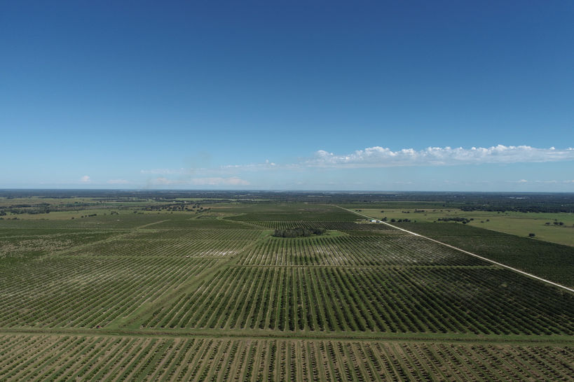 An aerial image of a large citrus farm