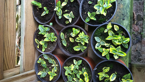 Euonymus op 12 December 2015