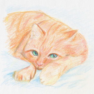 Orange Cat