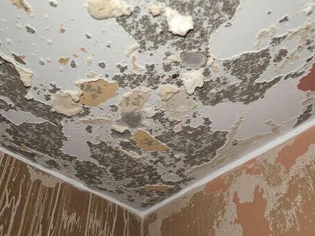 Essential Strategies: How to Prevent Mold in Damp Areas of Your Home