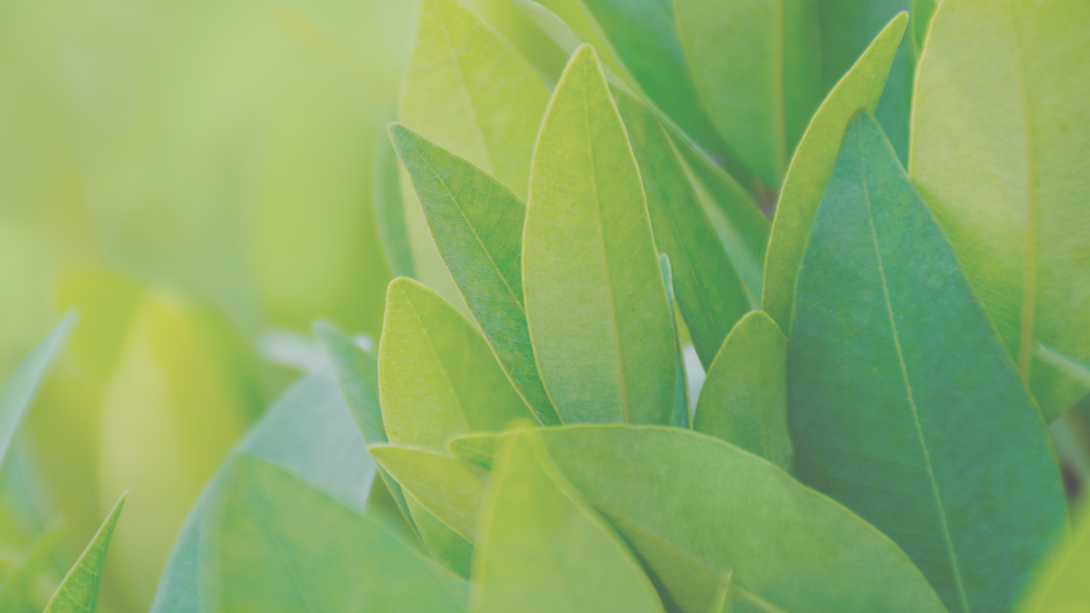Green Tea Leaves Background.png