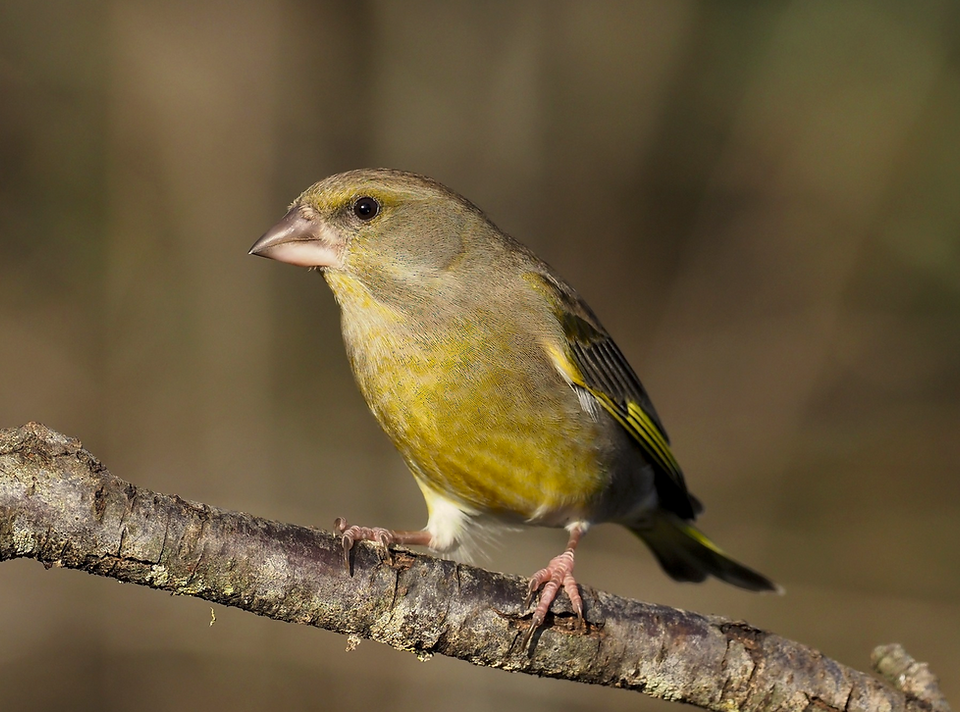 Greenfinch