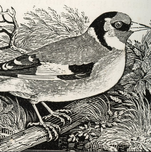 © The Bewick Society