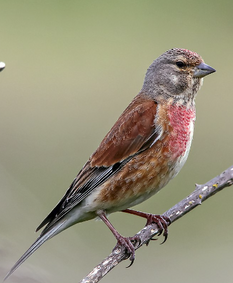  A male Common Linnet Linaria cannabina in Lincolnshire, England by Joe Pell