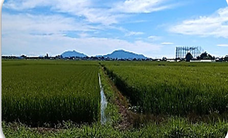 山と稲穂の写真_edited.jpg