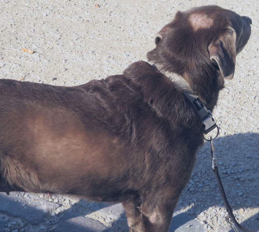 Silver Labrador Retriever mit Color Dilution Alopecia (CDA). Bei der Erkrankung kommt es unter anderem zu Haarbruch, Ausdünnung des Fells und Haarausfall. Foto: Sciencia58, CC0/Wikimedia Commons