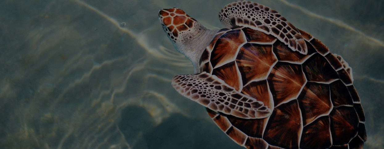 adolfo-felix-BXN16VVFEio-unsplash_edited