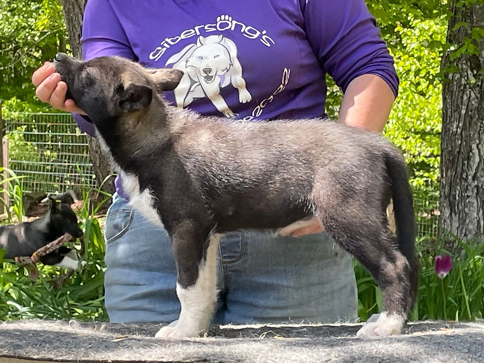 Messenger_creation_4865CDA0-1C7D-4E6A-9B3C-0BB17B786321