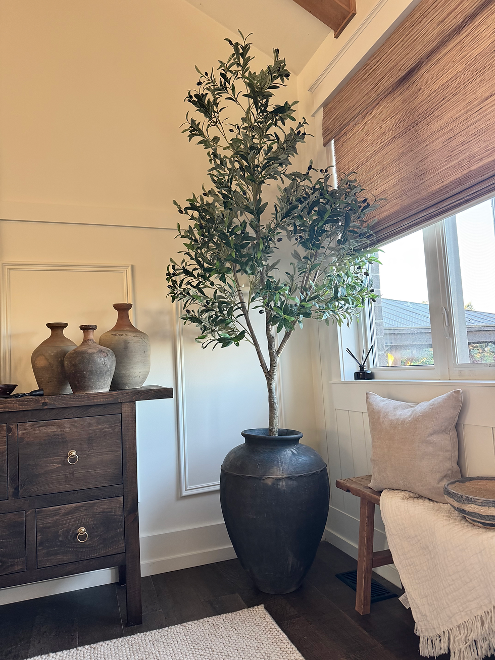 Olive tree 7.5’ stands tall near a window, next to Rustic Collections.