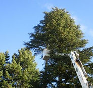 The Arborist photo 5