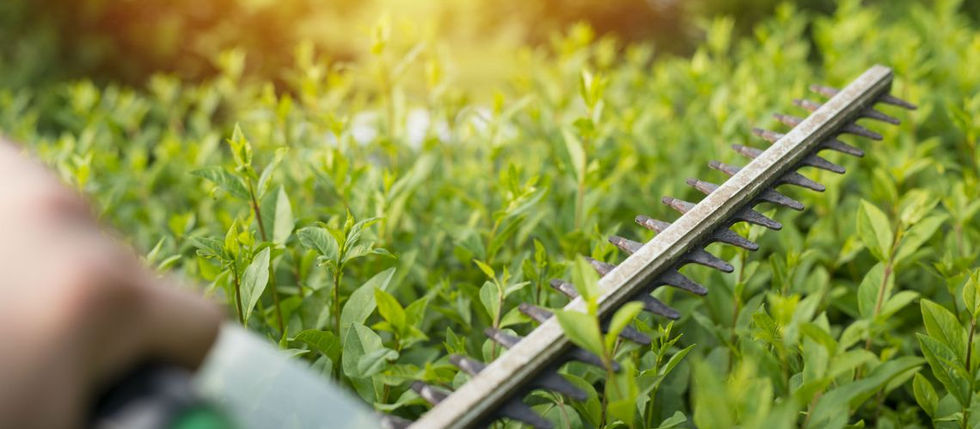 The Arborist: Top of the Tree for Landscaping Services, Surrey