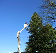 The Arborist photo 3