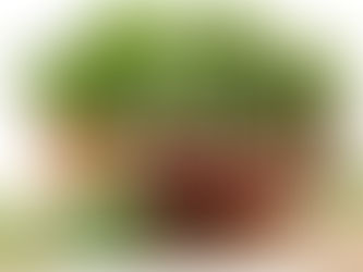 Groene bladgroenten