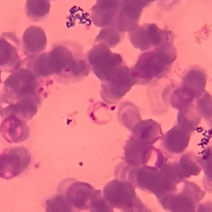 tripomasctigota TC (4).jpeg