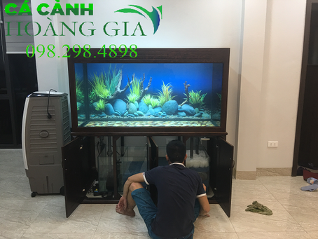 Dịch vụ sửa chữa bể cá cảnh chuyên nghiệp nhất tại Hà Nội