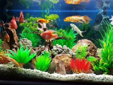 Địa chỉ bán bể cá cảnh uy tín nhất hiện nay tại Hà Nội