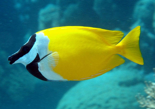 ree