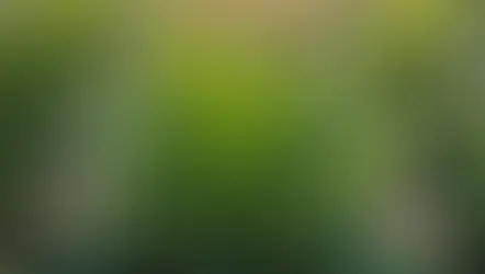 Discover Aloe Vera: The Natural Miracle for Radiant Skin and Wellness!