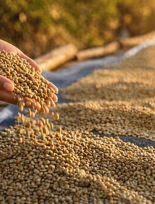 Fazenda de Café - Catuaí Amarelo