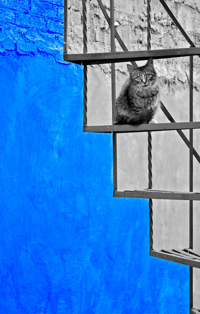 Coloreando al Gato Azul, CDMX, 2015