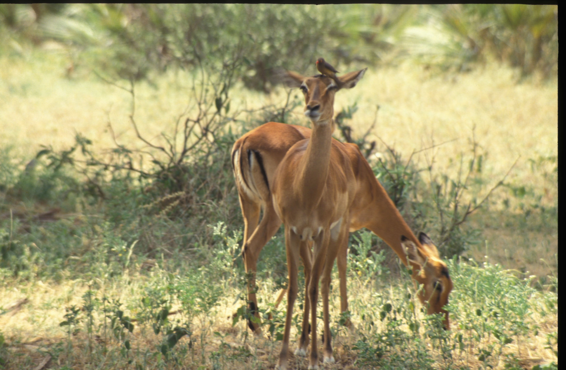Impala with bird on head