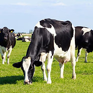 Dairy_Cow_Small.jpg